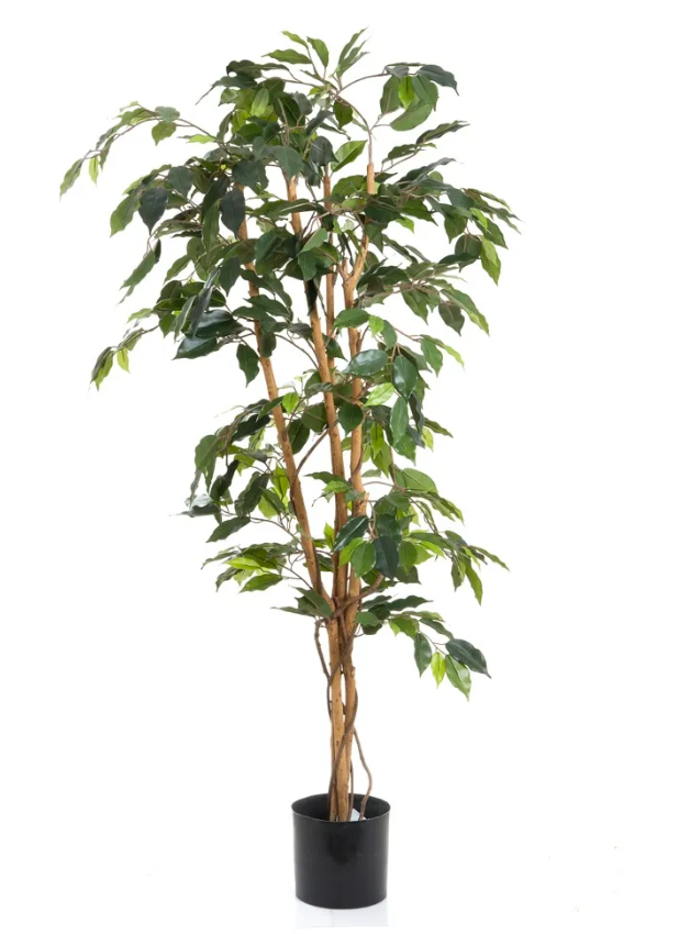 Ficus Large