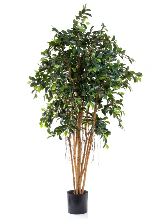 Ficus Grande – Rustic Charm Interiors