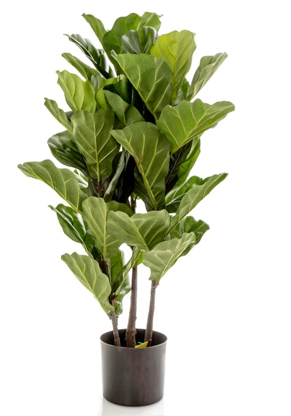 Fiddle Leaf Large – Rustic Charm Interiors