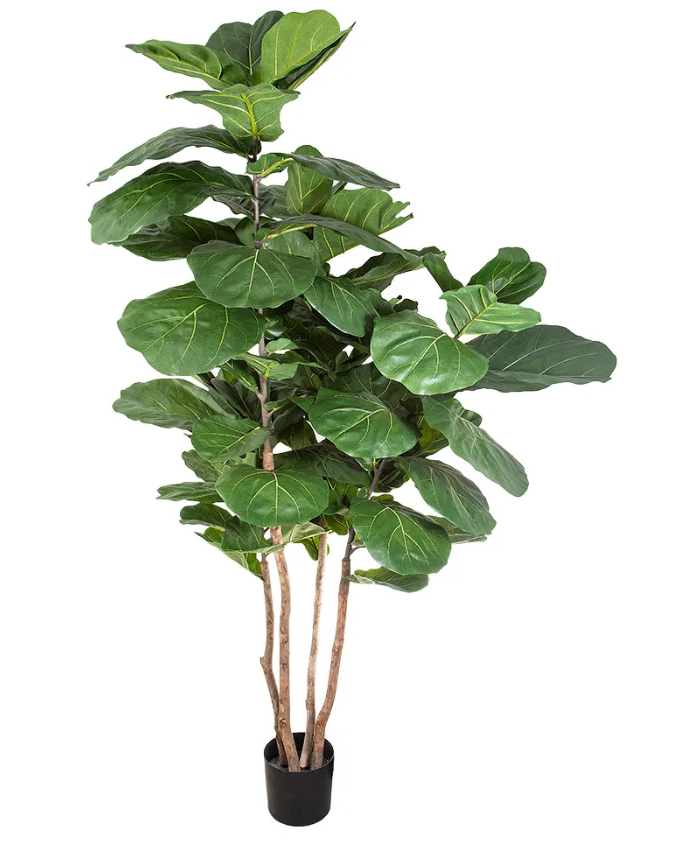 Fiddle Leaf Grande
