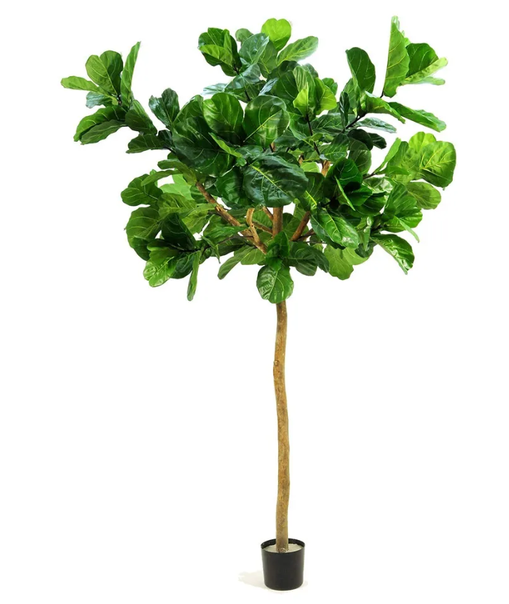 Fiddle Leaf Topiary Grande