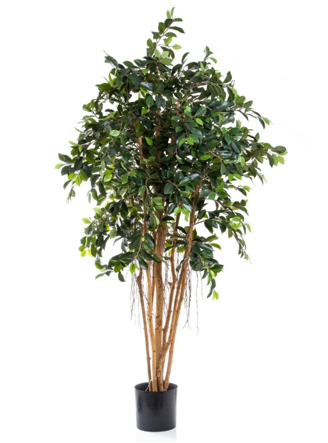 Ficus Grande
