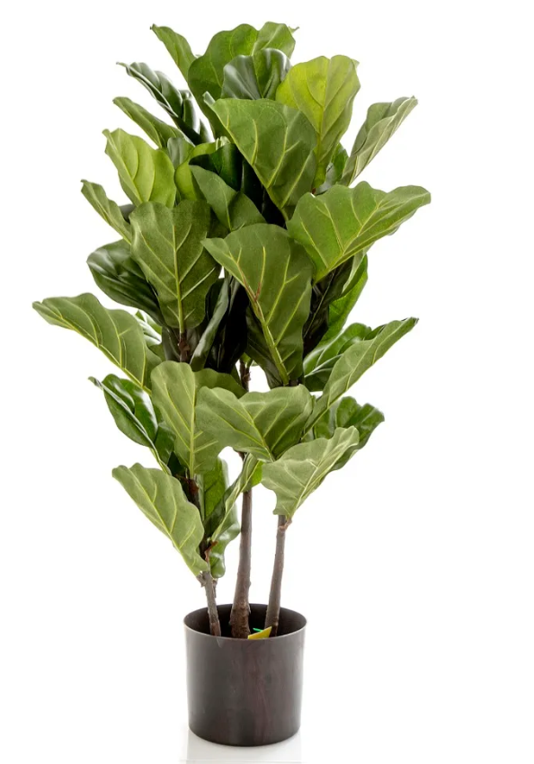 Fiddle Leaf Large