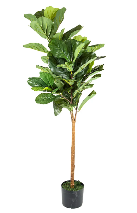 Fiddle Leaf Topiary