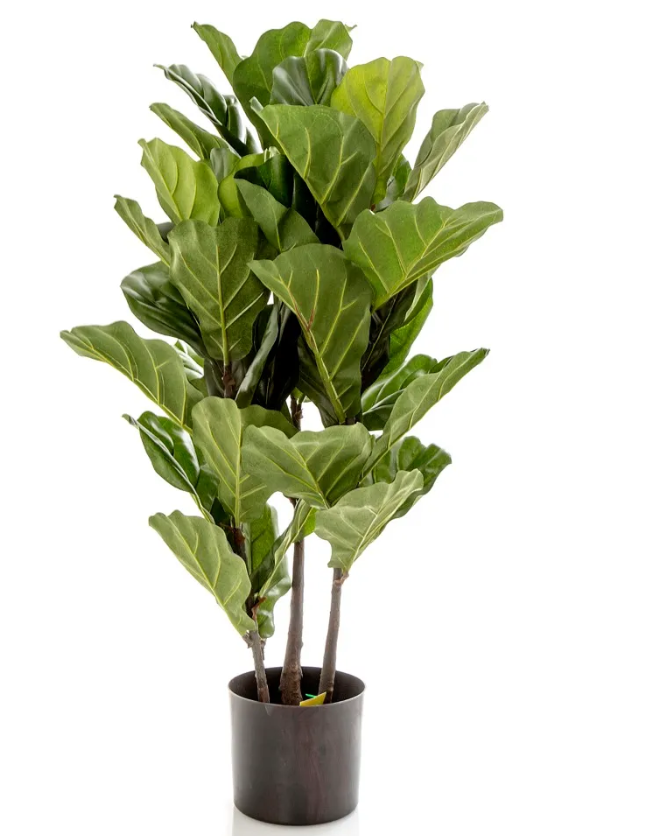 Fiddle Leaf Large