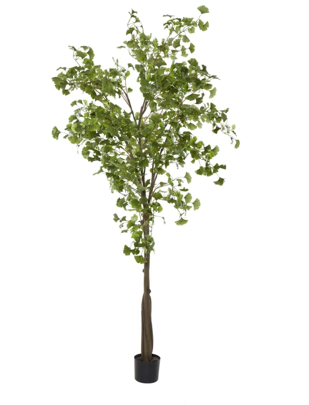 Ginkgo Tree