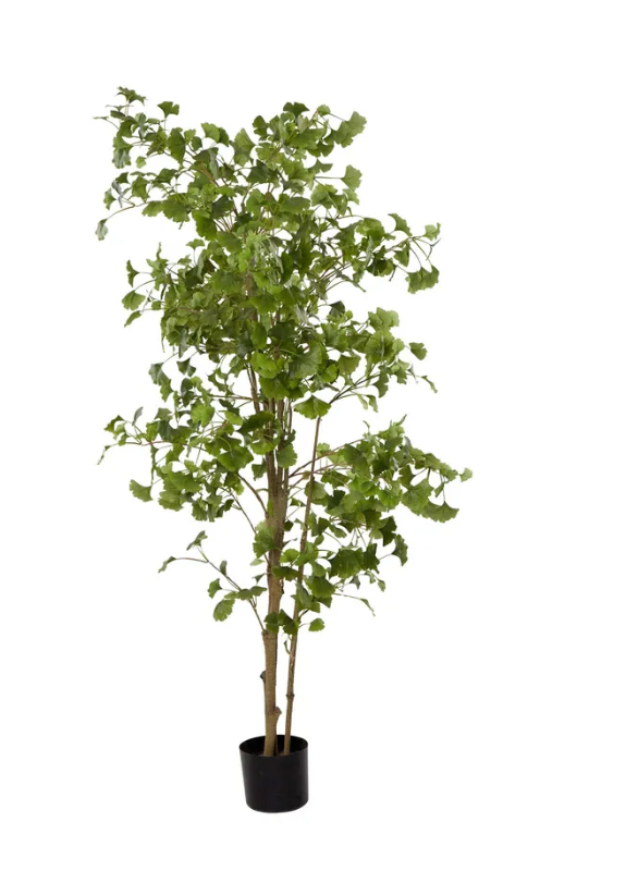 Ginkgo Tree
